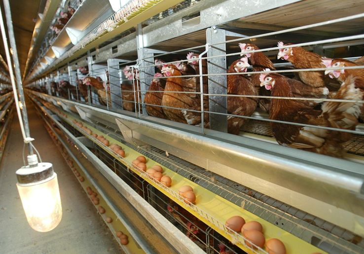 Carrefour, Netto, Intermarché , Monoprix, Super U... veulent cesser la commercialisation des œufs de poules élevées en cage. La grande distribution est-elle en train de se convertir ?